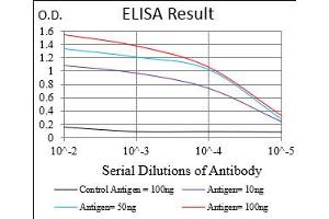 Fig. (Cyclin E1 antibody  (AA 307-410))