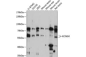 Western blot analysis of extracts of various cell lines, using KCNG4 antibody (ABIN7269489) at 1:3000 dilution. (KCNG4 antibody  (AA 1-220))