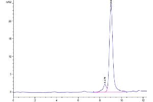 The purity of Canine S100A9 is greater than 90 % as determined by SEC-HPLC. (S100A9 Protein (AA 1-130) (His tag))