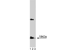 Western blot analysis of alpha-Synuclein on rat brain lysate. (SNCA antibody  (AA 15-123))