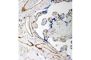 Anti-Iduronate 2 sulfatase antibody, IHC(P) IHC(P): Human Placenta Tissue (IDS antibody  (C-Term))