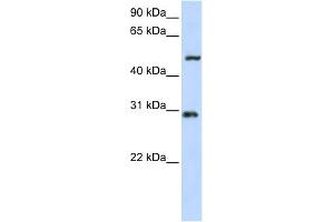 WB Suggested Anti-ZNF138 Antibody Titration:  0. (ZNF138 antibody  (N-Term))