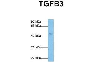 Host:  Rabbit  Target Name:  TGFB3  Sample Tissue:  Human MCF7  Antibody Dilution:  1. (TGFB3 antibody  (Middle Region))