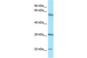 BEGAIN antibody  (AA 273-322)