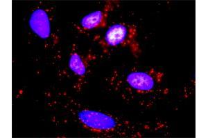 Proximity Ligation Assay (PLA) image for anti-Ribosomal Protein S6 Kinase, 70kDa, Polypeptide 1 (RPS6KB1) (AA 416-525) antibody (ABIN562722)