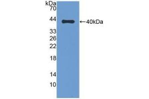 Detection of Recombinant DEFb1, Bovine using Polyclonal Antibody to Defensin Beta 1 (DEFb1) (beta Defensin 1 antibody  (AA 2-64))