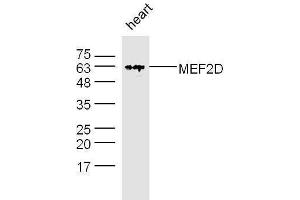 Mouse heart lysates probed with Rabbit Anti-MEF2D Polyclonal Antibody, Unconjugated  at 1:500 for 90 min at 37˚C. (MEF2D antibody  (AA 1-110))