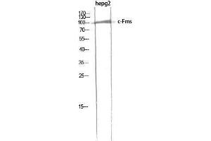 Western Blotting (WB) image for anti-Colony Stimulating Factor 1 Receptor (CSF1R) (Ser274) antibody (ABIN6284309)