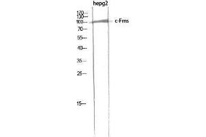 Western Blotting (WB) image for anti-Colony Stimulating Factor 1 Receptor (CSF1R) (Ser274) antibody (ABIN3183878) (CSF1R antibody  (Ser274))