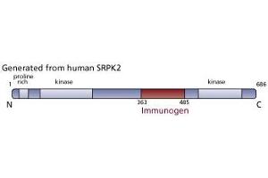 Image no. 3 for anti-SFRS Protein Kinase 2 (SRPK2) (AA 363-485) antibody (ABIN968376)
