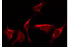 ABIN6273795 staining 293 by IF/ICC. (DYRK4 antibody  (C-Term))