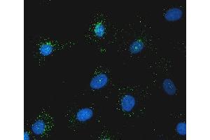 IF analysis of SNX1 using anti-SNX1 antibody (ABIN7602548).