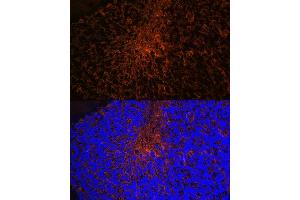 Immunofluorescence analysis of mouse brain using Aquaporin-4 (Aquaporin-4 ) Rabbit mAb (ABIN7265653) at dilution of 1:100 (40x lens). (Aquaporin 4 antibody)