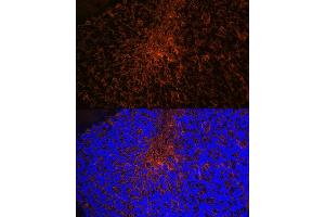 Immunofluorescence analysis of mouse brain using Aquaporin-4 (Aquaporin-4 ) Rabbit mAb (ABIN7265653) at dilution of 1:100 (40x lens). (Aquaporin 4 antibody)