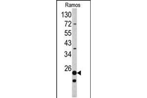 Western blot analysis of RPS9 antibody in Ramos cell line lysates (35ug/lane) (RPS9 antibody  (C-Term))