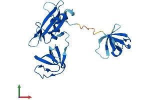 AlphaFold protein structure predicition of Mouse Recombinant Grap Protein, UniprotID Q9CX99 (GRAP Protein (AA 1-217) (His tag))