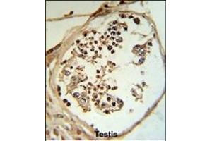 LYAR Antibody (N-term) (R) IHC analysis in formalin fixed and paraffin embedded human testis tissue followed by peroxidase conjugation of the secondary antibody and DAB staining. (LYAR antibody  (N-Term))