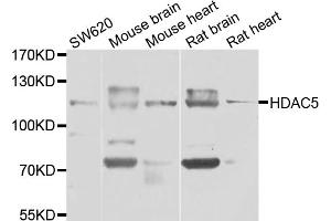 Western blot analysis of extracts of various cell lines, using HDAC5 antibody (ABIN6290464) at 1:1000 dilution. (HDAC5 antibody)