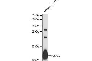 Western blot analysis of extracts of mouse spleen, using FCER1G antibody (ABIN6131643, ABIN6140539, ABIN6140540 and ABIN6216687) at 1:1000 dilution. (FCER1G antibody  (AA 19-86))