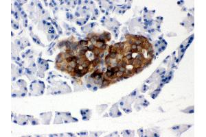 Anti- PRNP Picoband antibody,IHC(P) IHC(P): Rat Pancreas Tissue (PRNP antibody  (AA 143-230))