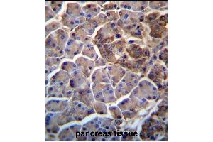 MOSPD2 Antibody (N-term) (ABIN657246 and ABIN2846344) immunohistochemistry analysis in formalin fixed and paraffin embedded human pancreas tissue followed by peroxidase conjugation of the secondary antibody and DAB staining. (MOSPD2 antibody  (N-Term))