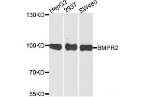 Western blot analysis of extracts of various cell lines using BMPR2 Polyclonal Antibody at dilution of 1:1000.