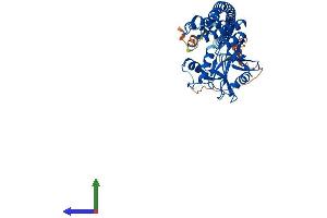 AlphaFold protein structure predicition of Mouse Recombinant Stambpl1 Protein, UniprotID Q76N33