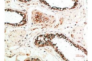 Immunohistochemical analysis of paraffin-embedded human-testis, antibody was diluted at 1:200 (MZB1 antibody  (AA 1-50))