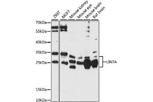 Western blot analysis of extracts of various cell lines, using LIN7A antibody (ABIN7268268) at 1:1000 dilution. (LIN7A antibody  (AA 1-90))