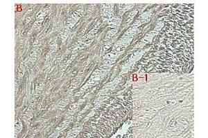 Immunohistochemical staining of human tissue using anti-DLK1 (human), mAb (PF13-3)  at 1:500 dilution.