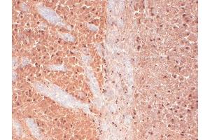 Immunohistochemistry analysis using Mouse Anti-CaV3. (CACNA1H antibody  (AA 1019-1293) (HRP))