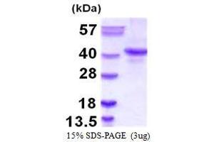 Figure annotation denotes ug of protein loaded and % gel used. (Nanog Protein (AA 1-305))