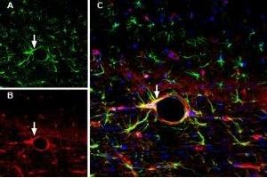 Multiplex staining of GFAP and AQP4 in rat brain - Immunohistochemical staining of immersion-fixed, free floating rat brain frozen sections using Anti-GFAP Antibody (ABIN7043217, ABIN7044273 and ABIN7044274), (1:2000) and Anti-Aquaporin 4 (AQP4) (300-314)-ATTO Fluor-594 Antibody (ABIN7042940), (1:100).