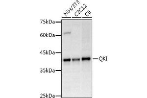 Western blot analysis of extracts of various cell lines, using QKI Rabbit pAb antibody (ABIN6128587, ABIN6146533, ABIN6146534 and ABIN6222826) at 1:500 dilution. (QKI antibody  (AA 1-341))