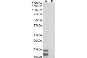 ABIN1590129 (1µg/ml) staining of Human Gastrointestinal cancer lysate (35µg protein in RIPA buffer) with (B) and without (A) blocking with the immunizing peptide. (CDKN2B antibody  (C-Term))