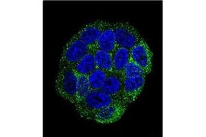 Confocal Immunofluorescent analysis of SELV Antibody (C-term) Cat. (Selenoprotein V antibody  (C-Term))