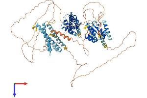 AlphaFold protein structure predicition of Mouse Recombinant Swt1 Protein, UniprotID Q9DBQ9 (SWT1 Protein (AA 1-907) (His tag))