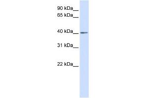 WB Suggested Anti-NKX3-2 Antibody Titration: 0. (NKX3-2 antibody  (Middle Region))