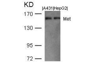 Western blot analysis of extracts from A431 and HepG2 cells using Met(Ab-1003) Antibody. (c-MET antibody  (AA 1001-1005))