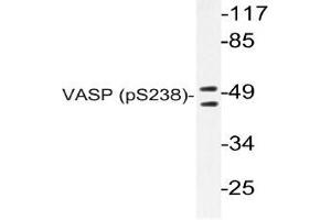Western blot (WB) analyzes of p-VASP antibody in extracts from NIH/3T3 cells. (VASP antibody  (pSer238))