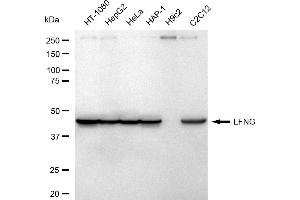 Western blotting analysis using LFNG antibody (ABIN7799263).