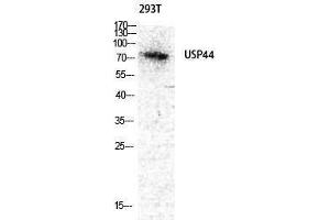 Western Blotting (WB) image for anti-Ubiquitin Specific Peptidase 44 (USP44) (Internal Region) antibody (ABIN3187437) (USP44 antibody  (Internal Region))