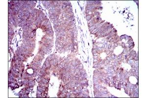 Image no. 2 for anti-delta-Like 4 (DLL4) antibody (ABIN1491404) (DLL4 antibody)
