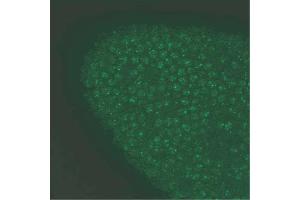 High magnification view of A. (Gephyrin antibody  (AA 569-726))