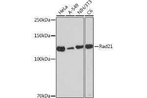 Western blot analysis of extracts of various cell lines, using Rad21 Rabbit mAb (ABIN7269821) at 1:1000 dilution. (RAD21 antibody)