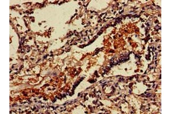 VSIG4 antibody  (AA 20-283)
