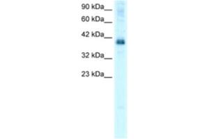 Western Blotting (WB) image for anti-TSC22 Domain Family, Member 4 (TSC22D4) antibody (ABIN2460172) (TSC22D4 antibody)