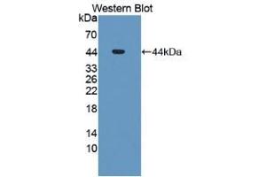 Western blot analysis of recombinant Human MDM2. (MDM2 antibody  (AA 1-321))