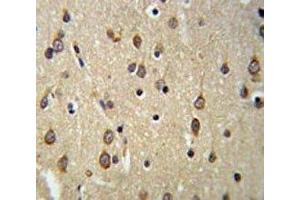 DLK2 antibody IHC analysis in formalin fixed and paraffin embedded brain tissue. (DLK2 antibody  (AA 353-380))