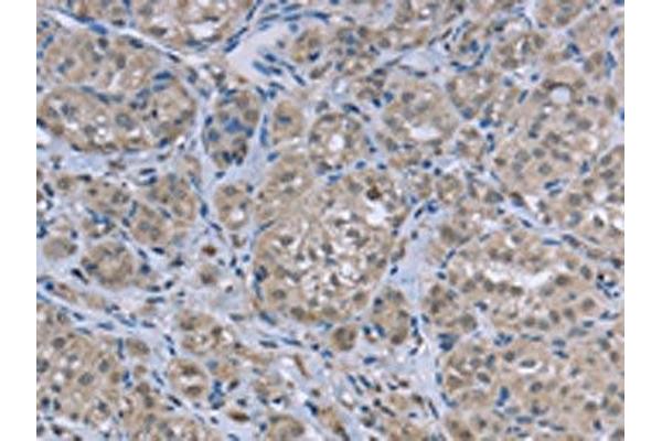 FAR2 antibody